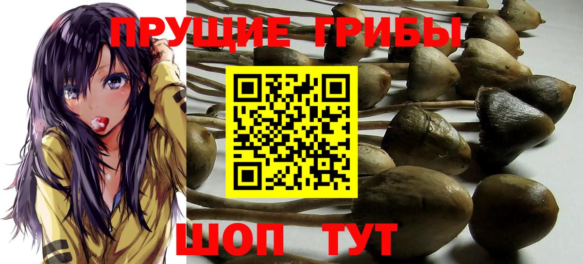 Галлюциногенные грибы GOLDEN TEACHER  Вход с VPN  Галлюциногенные грибы прущие грибы  Ногинск 